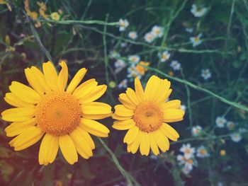Close-up of yellow flower