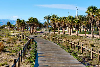 Walkway amidst palm trees against sky