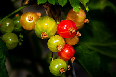 Close-up of red berries growing on tree