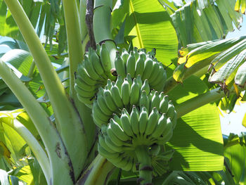 Close-up of banana tree