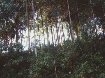 Trees in forest