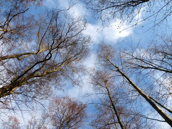 Low angle view of bare trees in forest