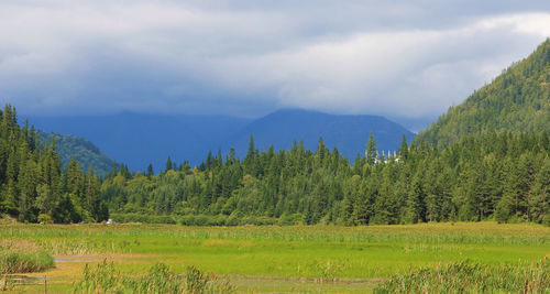 Scenic view of trees on field against sky