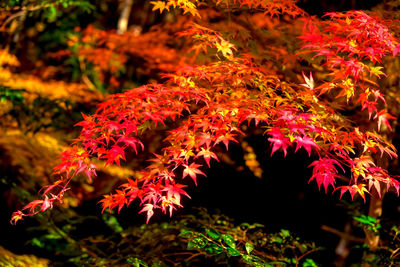 Close-up of red maple leaves