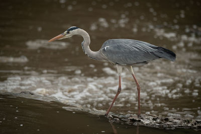 Side view of bird on beach