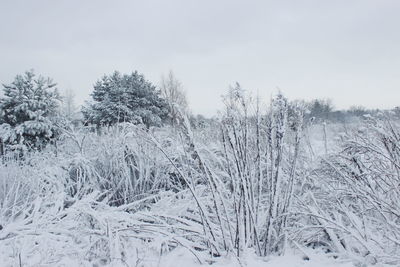 Snow covered land and trees against sky