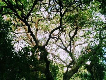 Low angle view of trees in forest against sky