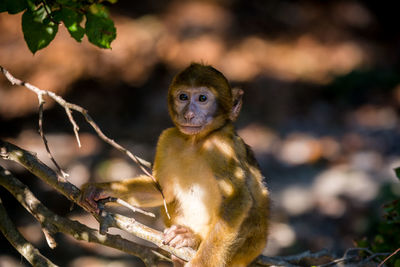 Portrait of infant sitting on branch