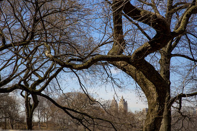 Low angle view of bare trees against sky