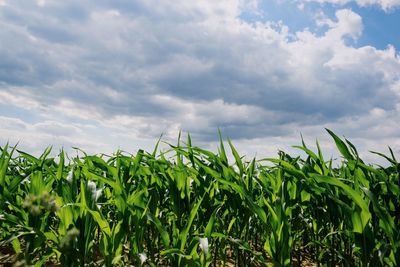 Crops growing on field against sky