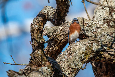 Low angle view of bird perching on tree