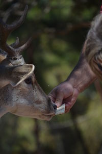 Close-up of hand feeding