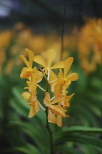 Close-up of yellow flowering plant