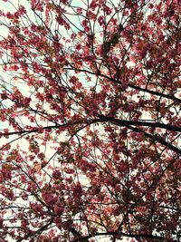 Low angle view of cherry tree against sky