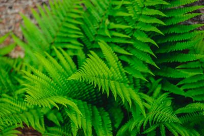 Close-up of green leaves