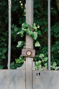 Close-up of rusty metal fence against plants