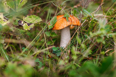 Forest mushroom with an orange hat growing in the grass