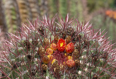 Close-up of cactus plant growing on field