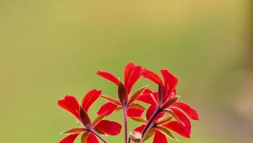 Geranium plant red springtime close-up of red flowering plant