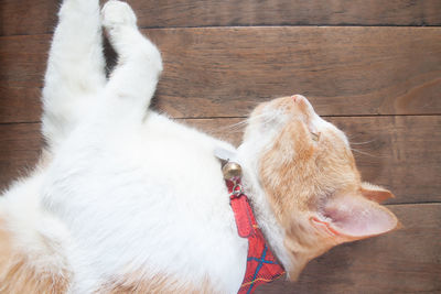 High angle view of a dog