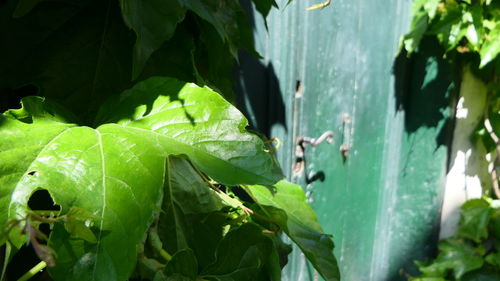 Close-up of insect on leaves