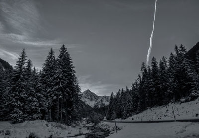 Trees in forest against sky during winter