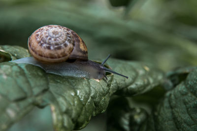 Close-up of snail on leaf