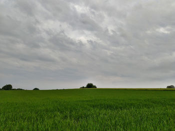 Scenic view of agricultural field against sky