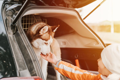 Husky siberian dog. portrait white brown animal pet sitting in the trunk of a car ready to travel