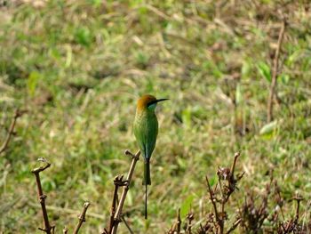 Close-up of bird perching on plant