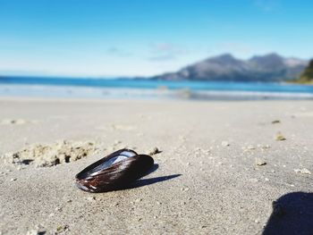 Close-up of shell on beach