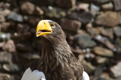 Close-up of a bird