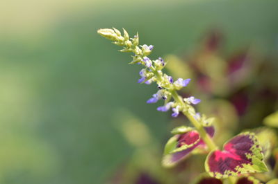 Close-up of flowers blooming outdoors