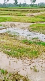 Scenic view of swamp on field