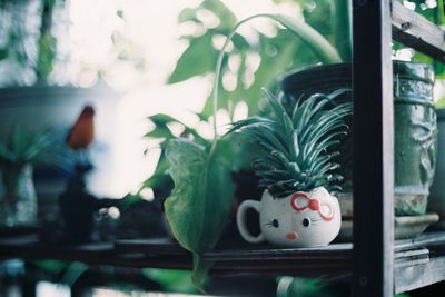 Close-up of pot plants on shelf