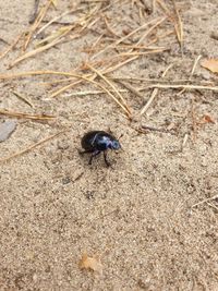 High angle view of insect on sand