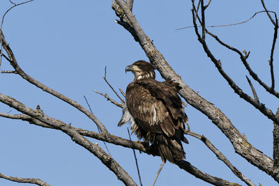 Low angle view of eagle perching on tree