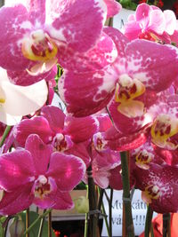 Close-up of pink flowers