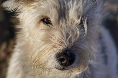 Close-up of dog