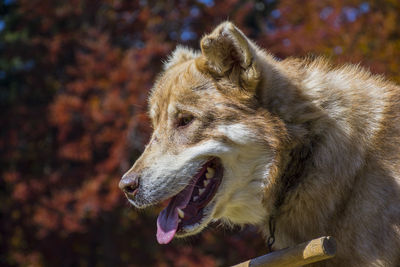 Close-up of a dog looking away