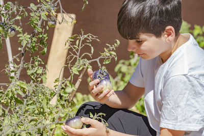 Smiling boy gathering blue tomato harvest in a vegetable garden. kid enjoy as little helper.