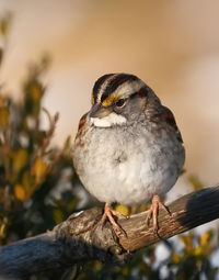 bird