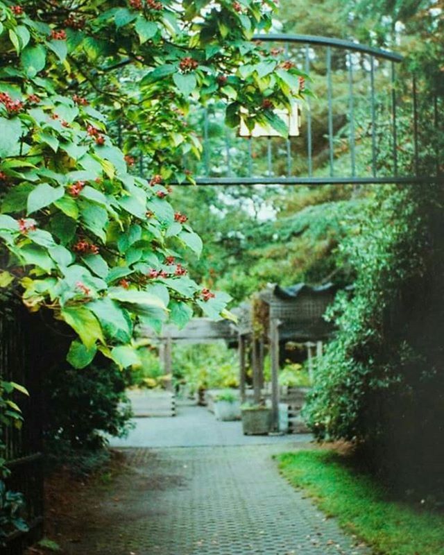 tree, architecture, built structure, growth, the way forward, plant, building exterior, leaf, green color, branch, nature, footpath, flower, day, walkway, house, no people, outdoors, pathway, sunlight