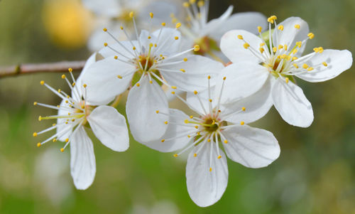 Close-up of white cherry blossoms