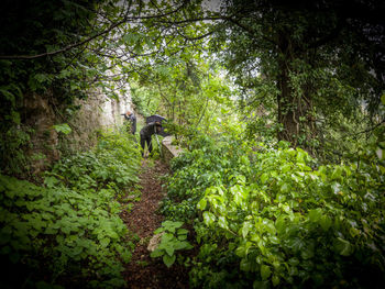 Trees in forest