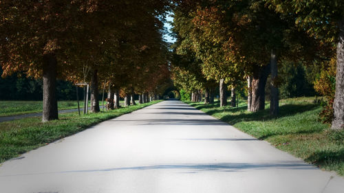 Empty road along trees in park