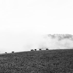 Cows grazing on field against clear sky