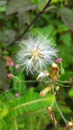 Close-up of white dandelion flower