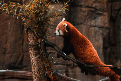 Red panda sitting on a branch next to bamboo