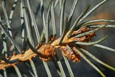 Close-up of wilted flower